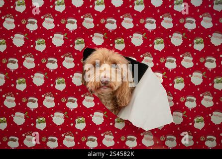 Blonde Cockapoo dog bursting through red Santa Christmas wrapping paper Stock Photo