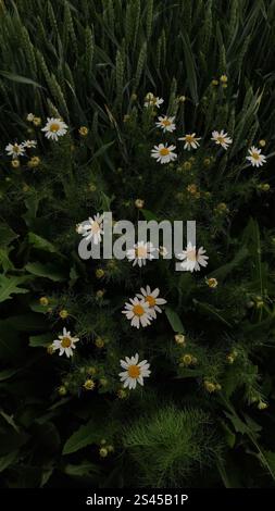 White wild daisies growing among bright green grass blades in a field Stock Photo