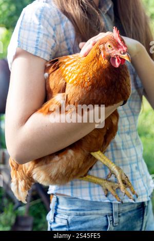 The young girl holds and hugs the beautiful brown hen. Farmyard with poultry and domestic chicks Stock Photo