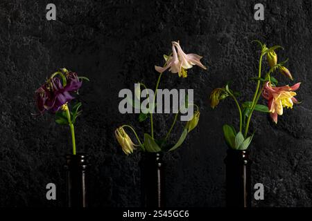 Three dark glass bottles with branches of spring flowers on a black background. Still life Stock Photo