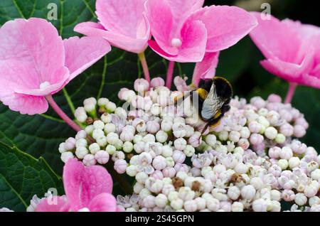 Macro shot of Bumble bee on flat pink lacecap hydrangea (Hydrangea macrophylla) flower, South East England, UK. This variety is attractive to bees. Stock Photo