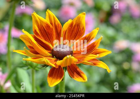 Close-up of Rudbeckia hirta, 'Autumn Forest' Black-Eyed Susan, Coneflower in a flowerbed. Stock Photo
