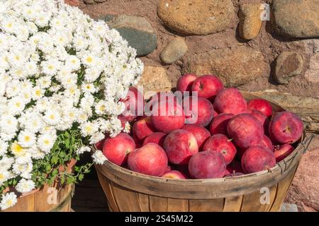 A basket of apples for sale in Bayfield, Wisconsin, USA. Stock Photo