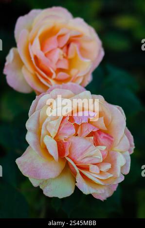 Two orange rosa 'Pride of Cheshire' ('Wekosupalz'PBR) roses in a garden setting Stock Photo