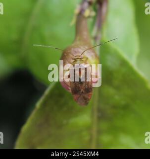 Australian crop mirid (Sidnia kinbergi Stock Photo - Alamy