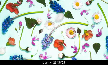 Multicolored spring flowers on a white background. Floral pattern. Flat lay, top view. layout of spring flowers Stock Photo