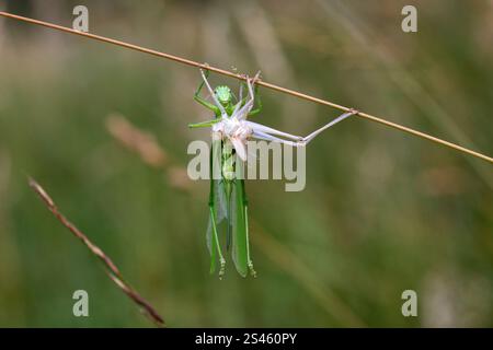 A grasshopper undergoing its molting process, shedding its exoskeleton ...