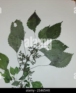 Canada clearweed (Pilea pumila) Stock Photo