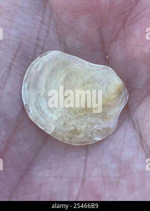 Common Jingle (Anomia simplex Stock Photo - Alamy