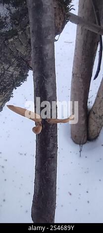 contorted pipe club (Macrotyphula contorta Stock Photo - Alamy