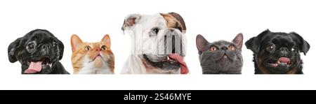 Adorable cats and dogs peeking out from banner on white background Stock Photo