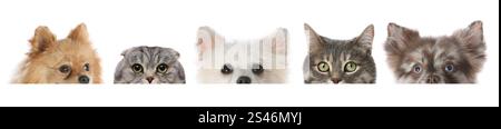 Adorable cats and dogs peeking out from banner on white background Stock Photo