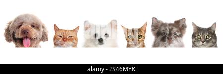 Adorable cats and dogs peeking out from banner on white background Stock Photo