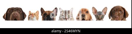 Adorable cats and dogs peeking out from banner on white background Stock Photo