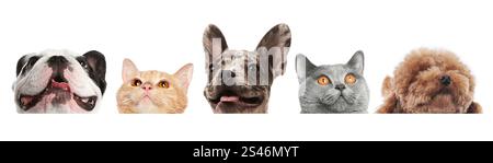 Adorable cats and dogs peeking out from banner on white background Stock Photo