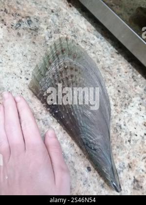 salty underground: atlantic pen shell (atrina rigida)... Stiff Pen Shell (Atrina rigida Stock Photo - Alamy