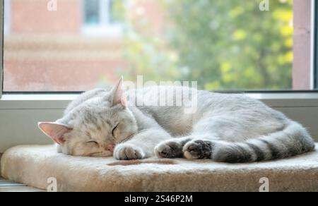Sleeping young cat on the windowsill Stock Photo