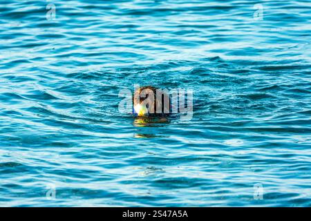 Dog Swimming in the Water After Having Caught a Tennis Ball Stock Photo