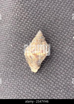 Florida Rock Shell (Stramonita floridana) Mollusca Stock Photo - Alamy