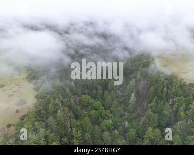 Low, misty clouds drift through the extensive forests of Santa Cruz, California. This coastal region receives lots of moisture from the marine layer. Stock Photo