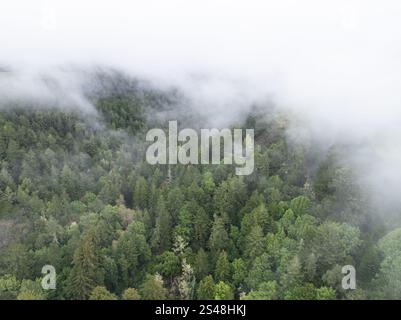 Low, misty clouds drift through the extensive forests of Santa Cruz, California. This coastal region receives lots of moisture from the marine layer. Stock Photo