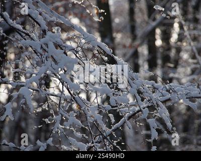 Sun shining through the snowy twigs at the Kottenforst forest in Bonn, Germany in January Sun shining through the snowy twigs at the Kottenforst fores Stock Photo