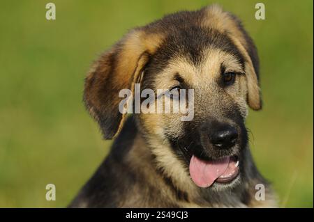 A cute puppy with tongue hanging out in a meadow, mixed breed dog, Upper Palatinate Stock Photo