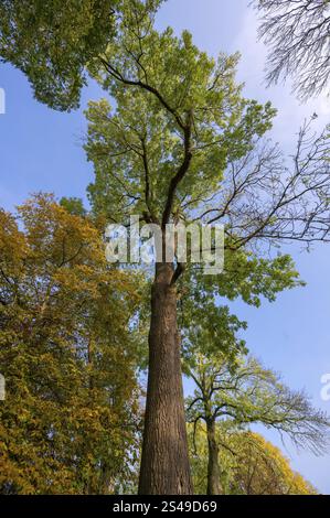 An old ash tree (fraxinus excelsior) growing around railings on a ...