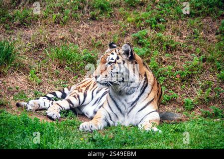 A tiger is laying in the grass, looking at the camera. The scene is peaceful and serene, with the tiger being the main focus Stock Photo