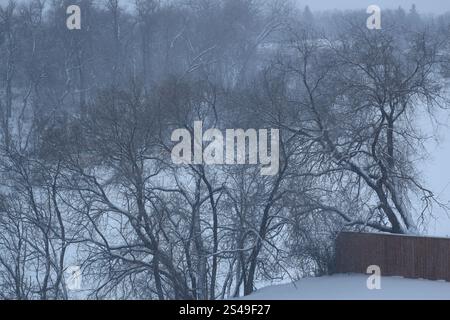 frozen snow-covered river viewed through trees in winter Stock Photo