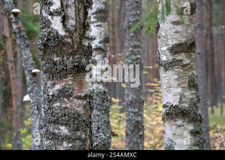 Old trees in the autumn forest. Trunks of a birch tree. Bark texture background. Stock Photo