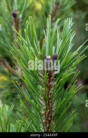 A tree with green leaves and brown tips Stock Photo