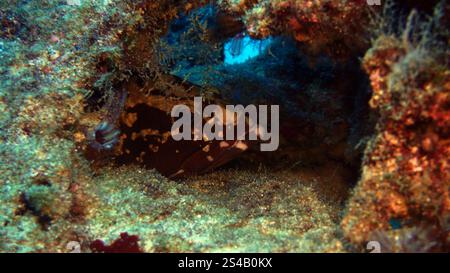 Epinephelus marginatus, Dusky Grouper in the hollow Stock Photo