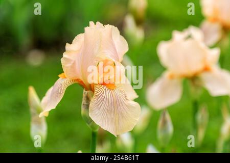 Tall bearded bicolor iris flower "Edward of Windsor" - Standards (upper petals) and falls (lower petals) in creamy orange; beard in orange color (Germ Stock Photo