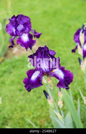Bicolor bearded germanica iris flower - Exotic Star - violet standards and falls with same white ray pattern, beard in white golden yellow color Stock Photo