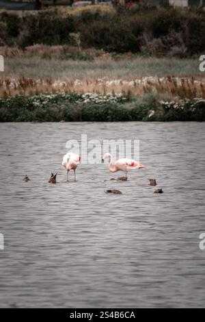 Beautiful Flamingos on a lake in Calafate, Argentina Stock Photo