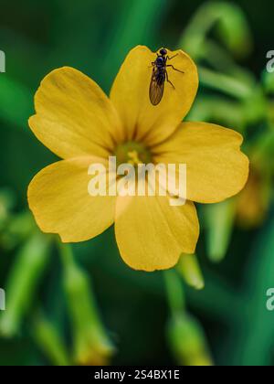 Macro photography of a tiny black hoverfly on common yellow wood-sorrel flower, captured in a forest in the eastern Andean mountains of Colombia. Stock Photo