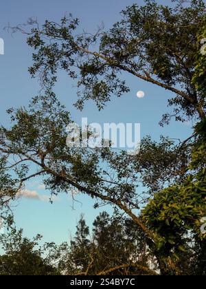 View of the moon at dawn, seen through the canopy of an alder tree, in a farm in the eastern Andean mountains of central Colombia. Stock Photo