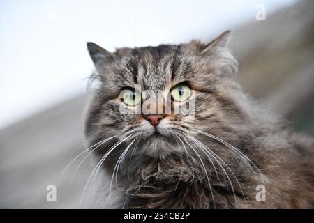 The cat looks to the side and sits on a green lawn. Portrait of a fluffy gray cat with green eyes in nature, close up. Siberian breed Stock Photo