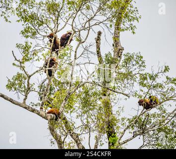 Red howler monkeys high up in tree tops  Amazon rainforest, Yasuni National Park, Ecuador, South America Stock Photo