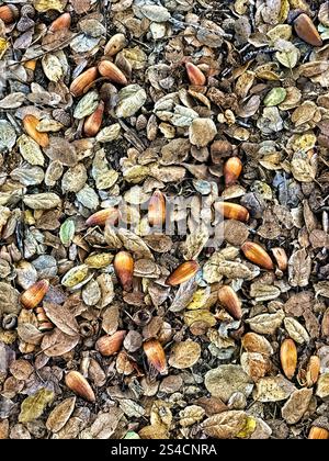 Acorns and leaves on the ground in the fall. Pattern, background. Stock Photo