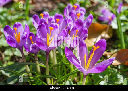 Beautiful purple spring crocuses in the garden in sunny day. Floral spring background with wild crocus flowers on meadow. Springtime, nature. Selectiv Stock Photo