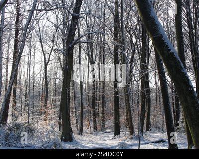 Sun shining through the snowy trees at the Kottenforst forest in Bonn, Germany in January Stock Photo