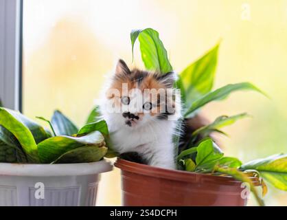a small curious kitten sits on a windowsill in a house in flowerpots Stock Photo