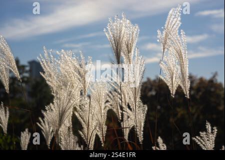 A close-up of white seed pods with elongated shapes and small, delicate structures protruding from them, giving an impression of frost or dew The back Stock Photo