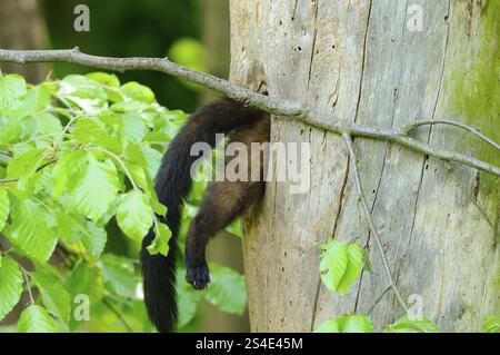 Marten's tail protrudes humorously from a tree hole in the forest, coloured marten (Martes flavigula), captive Stock Photo