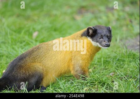 A yellow-brown marten sits relaxed in the green grass, coloured marten (Martes flavigula), captive Stock Photo