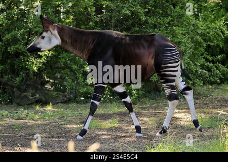 Okapi (Okapia johnstoni), adult, running, captive Stock Photo - Alamy
