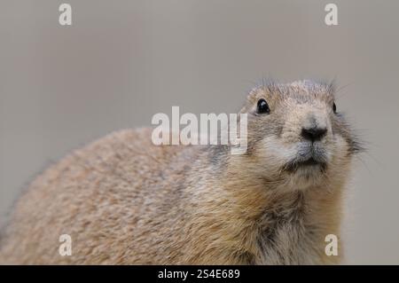 A prairie dog looks directly into the camera, curious and attentive, black-tailed prairie dog (Cynomys ludovicianus), captive Stock Photo