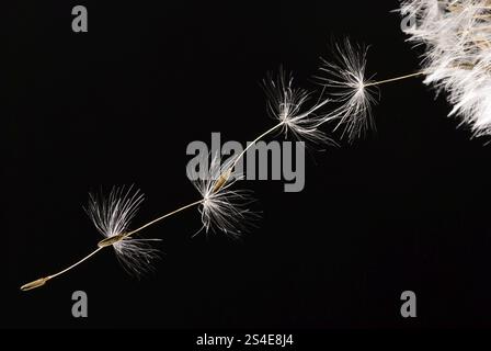 Seeds of dandelion are flying away. Stock Photo